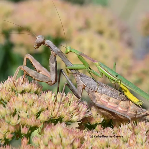 Mating praying mantids on sedum. The male looks like a thin blade of grass. (Photo by Kathy Keatley Garvey)
