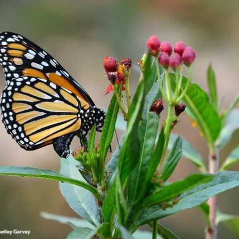 A monarch laying an egg on her host plant, milkweed. (Photo by Kathy Keatley Garvey)
