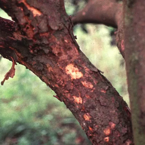 citrus psorosis