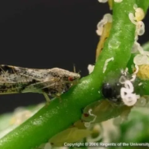 ACP adult and nymph