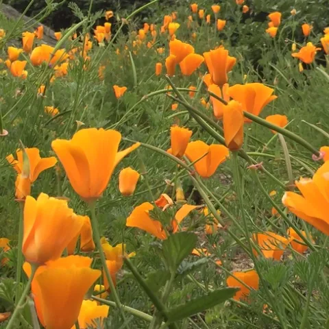 poppies