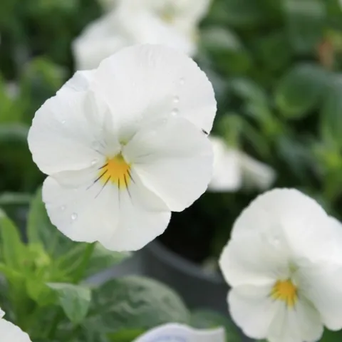 White pansy. (extension.msstate.edu)