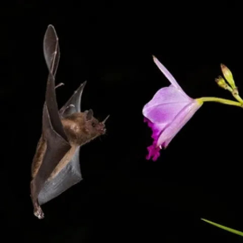 Bat (uc.edu)
