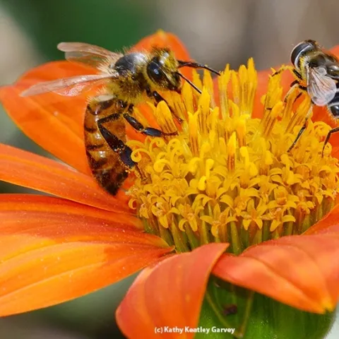 Syrphid fly and bee, Kathy Keatley Garvey, UC Davis