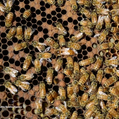 Inside a honey bee colony. (Photo by Kathy Keatley Garvey)