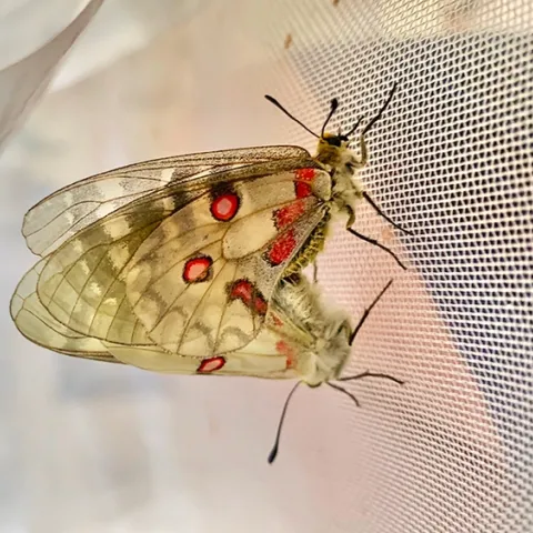 A mating pair of Parnassius clodius, known as cold-adapted butterflies. (Photo by Gary Ge)
