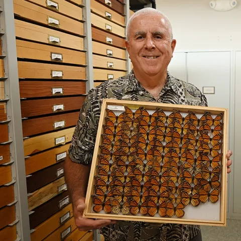 Entomologist Jeff Smith, curator of the Bohart Museum's Lepidoptera collection, holds a drawer of monarchs. (Photo by Kathy Keatley Garvey)