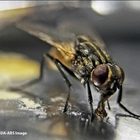 A house fly feeding. (Photo courtesy of USDA-ARS)