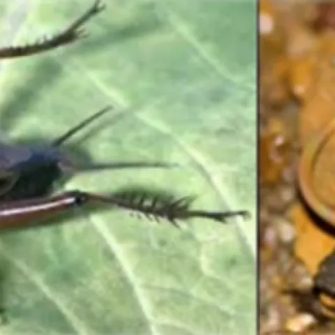 A sand field cricket (Gryllus firmus), and a horsehair worm (Paragordius varius). (Photos courtesy of Amy Worthington)