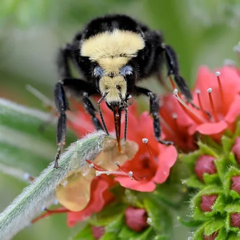 A yellow-faced bumble bee, Bombus vosnesenskii, on a tower of jewels, Echium wildpretii. (Photo by Kathy Keatley Garvey)