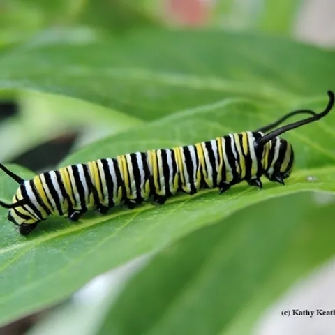 A caterpillar featured on the Bug Squad blog's pictorial series that won an international award. (Photo by Kathy Keatley Garvey)