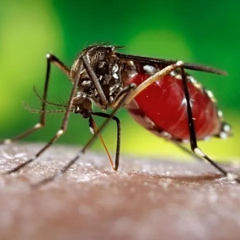 The yellow fever mosquito, Aedes aegypti. (Photo courtesy of Centers for Disease Control and Prevention)