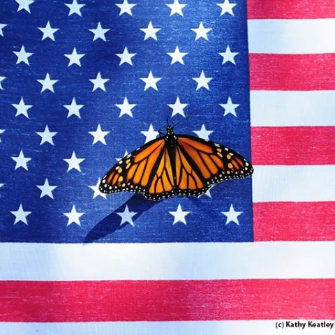 Do monarchs celebrate the Fourth of July? (Photo by Kathy Keatley Garvey)