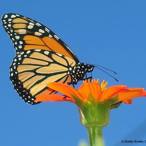 A monarch butterfly, Danaus plexippus, nectaring on a Mexican sunflower, Tithonia rotundifola, in Vacaville, Calif. (Photo by Kathy Keatley Garvey)