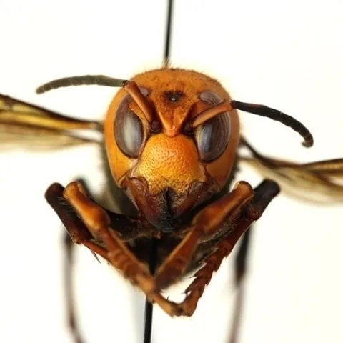 A northern giant hornet, Vespa mandarinia, which the news media dubbed "Murder Hornet." (Photo courtesy of the Washington State Department of Agriculture)