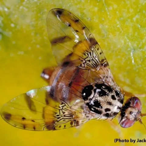 Mediterraneanfruitfly