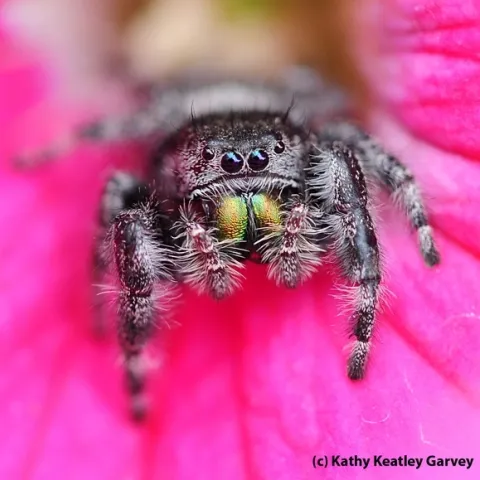 Pretty in pink. A jumping spider on a pink rose in a Vacaville garden peers at the photographer. (Photo by Kathy Keatley Garvey)