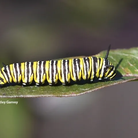 A monarch caterpillar. (Photo by Kathy Keatley Garvey)