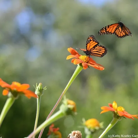 Migratory monarchs in a Vacaville pollinator garden filled with Mexican sunflowers (Tithonia rotundifola). (Photo by Kathy Keatley Garvey)