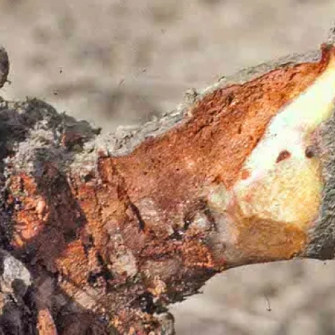 Discoloration of a kiwi vine suffering from crown rot