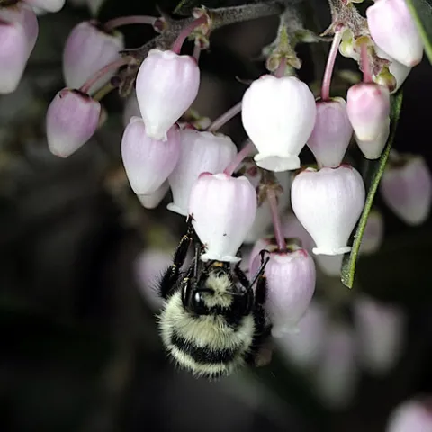 Bombus melanopygus on Manzanita