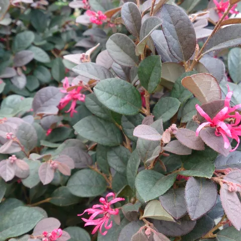 loropetalum