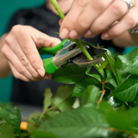 cuttings