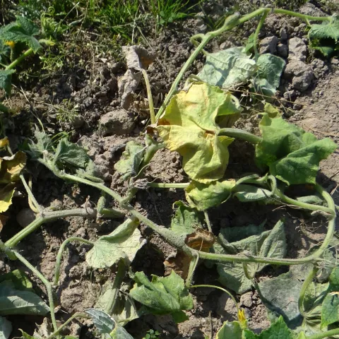 fusarium wilt