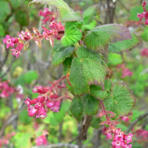 Ribes