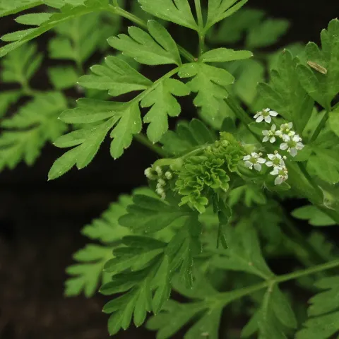 chervil