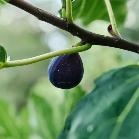 fig tree