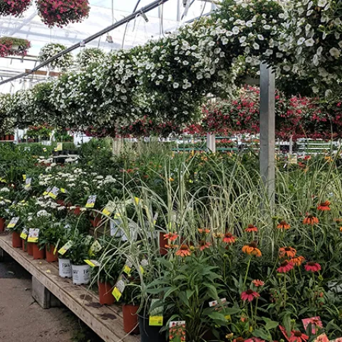 Variety of plants in a plant nursery