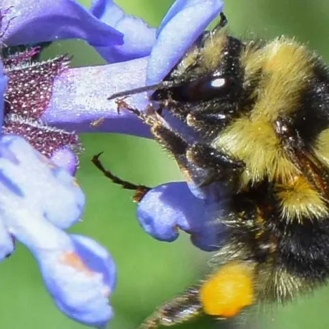 Bees. Butterflies and other Pollinators