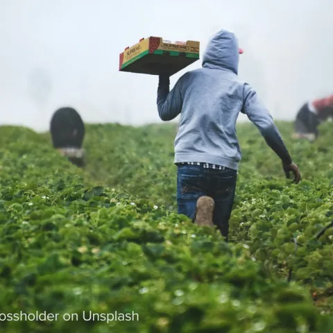 Farm Workers