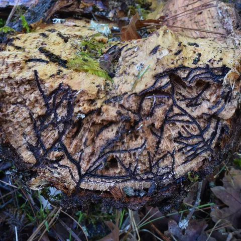 Cross section of a tree trunk that has trellis-like tunnels throughout. The tunnels are dark stained and go deep into the wood.
