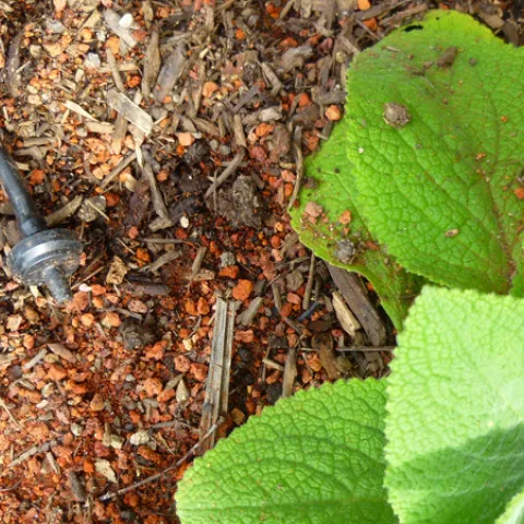 Drip irrigation for healthy plants