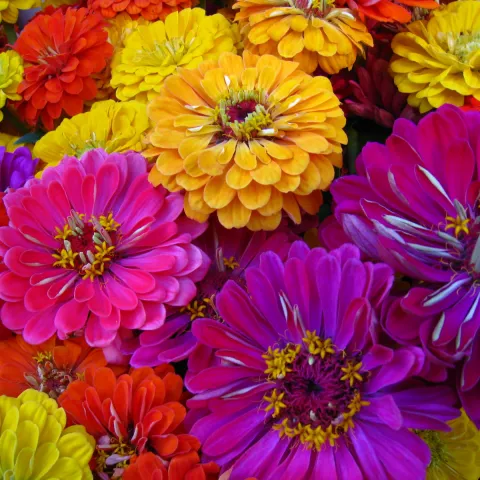 Cut flowers at a farmers market, by Mary Zombeck via the UC ANR Repository