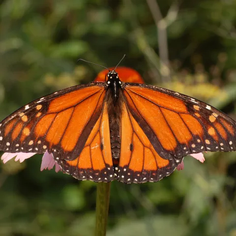 Monarch Butterfly, MG Rebecca Schoenenberger