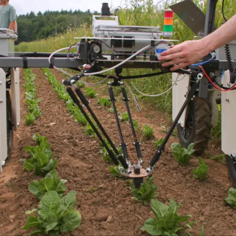 Weeding machine straddles plants in the field
