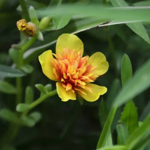 Herbs - Zoom Presentation