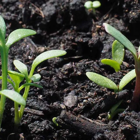 Tending Your Soil