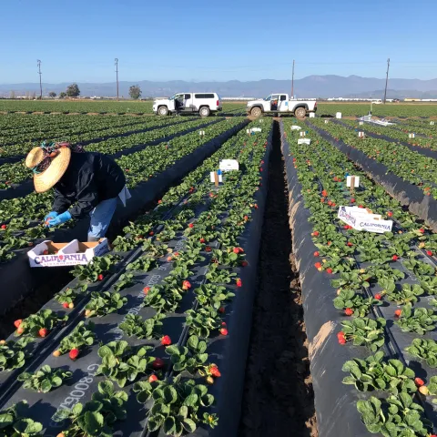 Strawberry Field