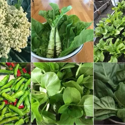 Asian Vegetable garden