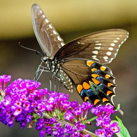 butterfly