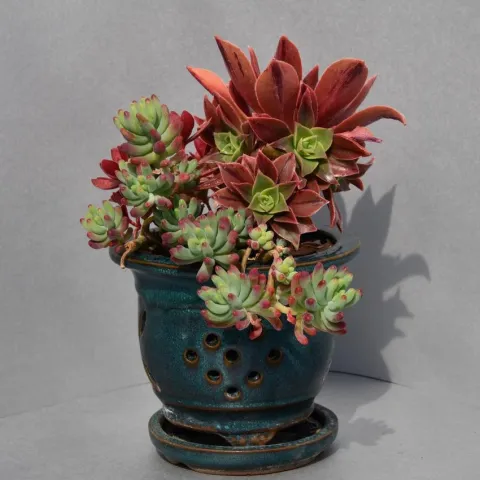 succulent 9, Judy Hecht.jpg
