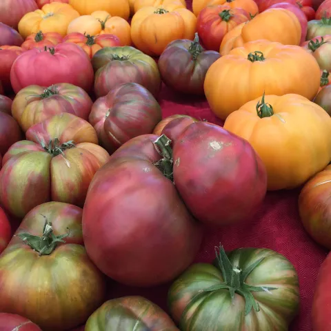 Tasty tomatoes! Nancy Kawakita