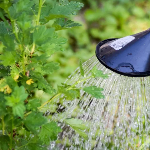 watering can watering a plant