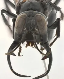 Huge jaws of male warrior wasp. (Photo by Andrew Richards, Bohart Museum of Entomology)