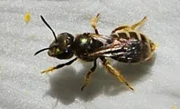 Sweat bee, fodder for a beewolf. (Photo by Kathy Keatley Garvey)