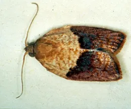 Adult male light brown apple moth, Epiphyas postvittana. (Photo by David Williams, State of Victoria Department of Primary Industries.)